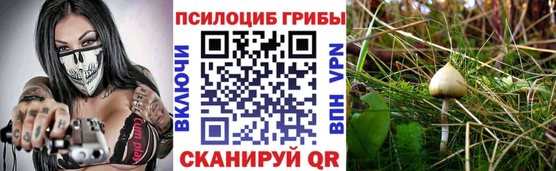 Галлюциногенные грибы Psilocybe Шилка
